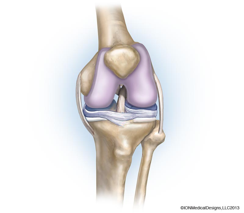 anatomy of the knee quiz