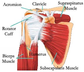 shoulder-anatomy - Joint Preservation Center